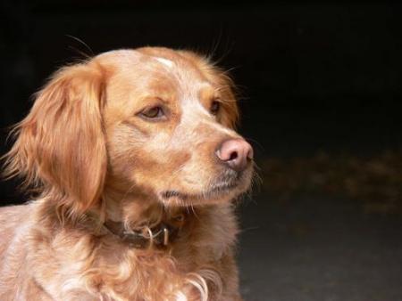 les chiens