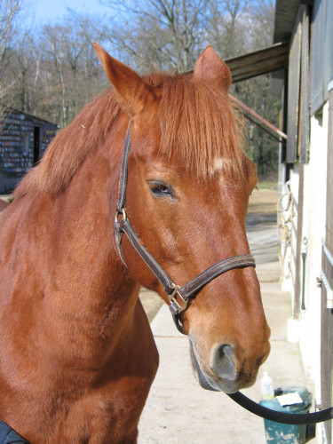 cheval