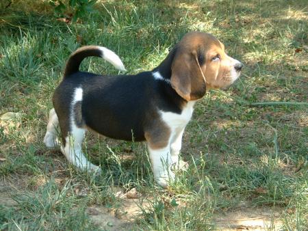 chiot