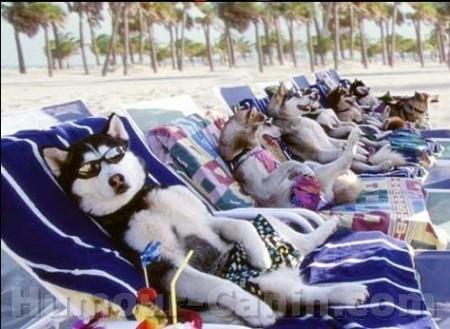 chiens a la plage